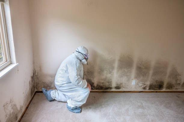 Best Mold Remediation for Healthcare Facilities  in Lago Vista, TX